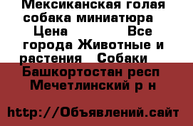 Мексиканская голая собака миниатюра › Цена ­ 53 000 - Все города Животные и растения » Собаки   . Башкортостан респ.,Мечетлинский р-н